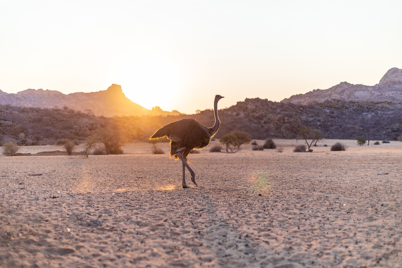 strauss  bird bouquet  sunset free photo