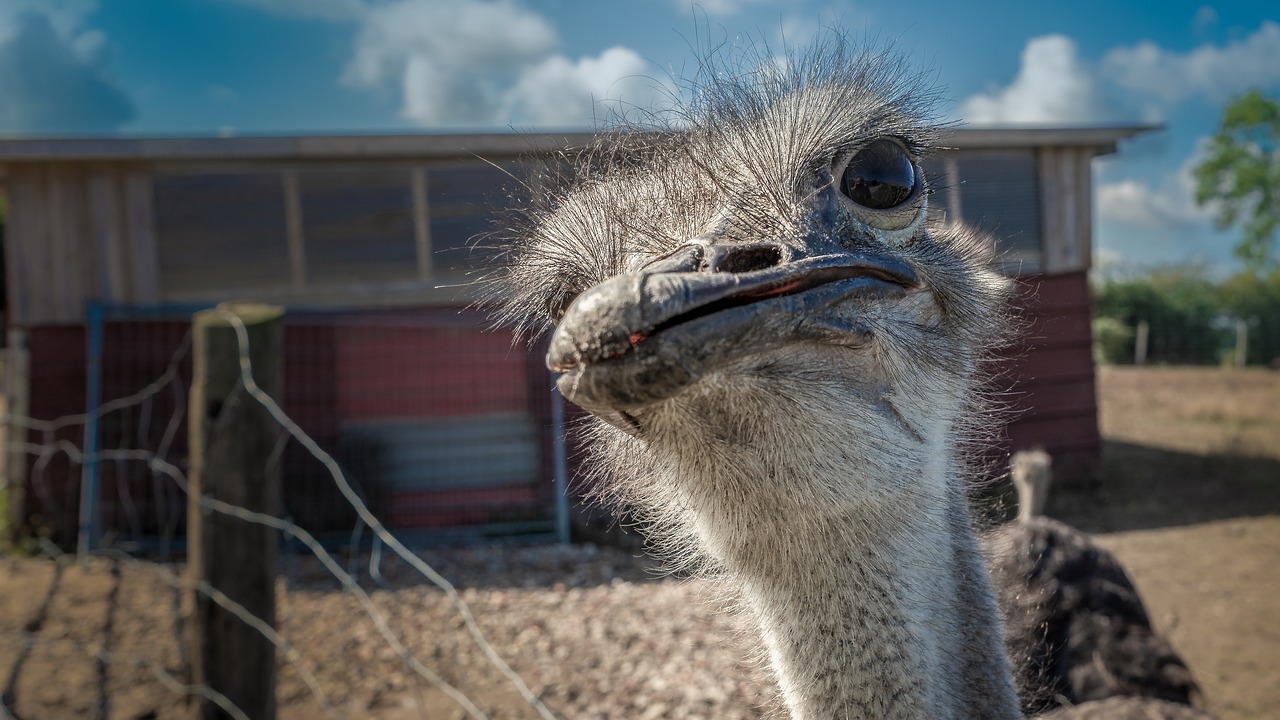 strauss  bird  head free photo