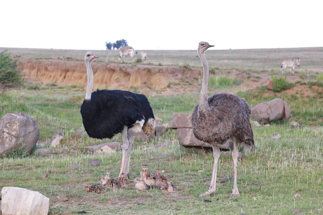 strauss family  ostriches  family free photo