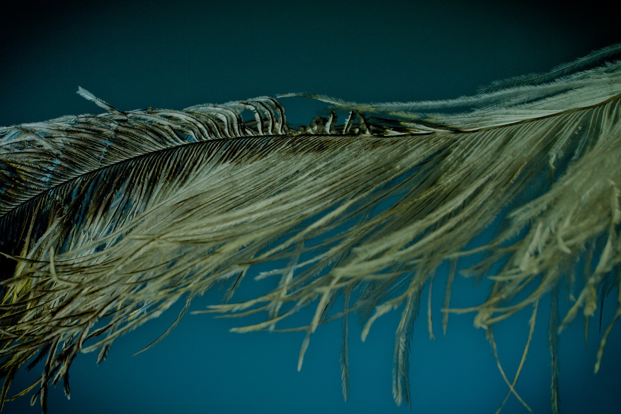 strauss spring feather ease free photo