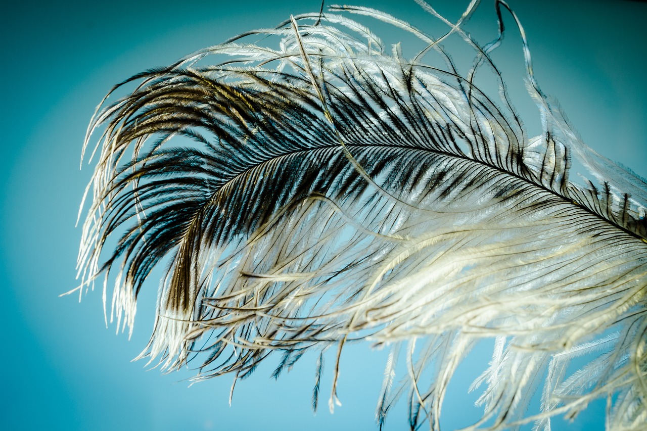 strauss spring feather ease free photo