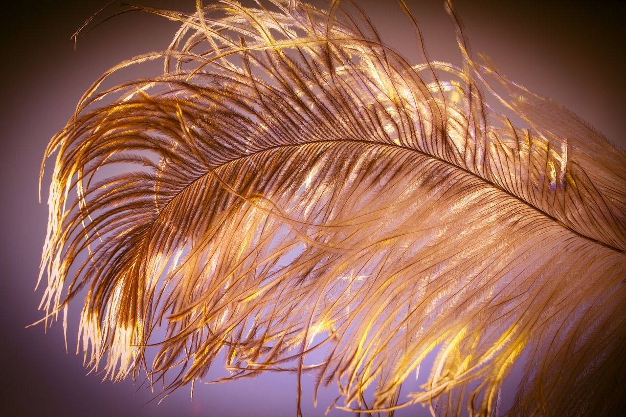 strauss spring feather ease free photo