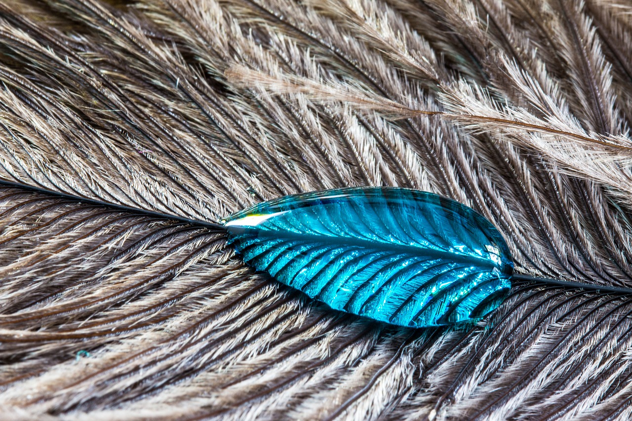 strauss spring drip feather free photo