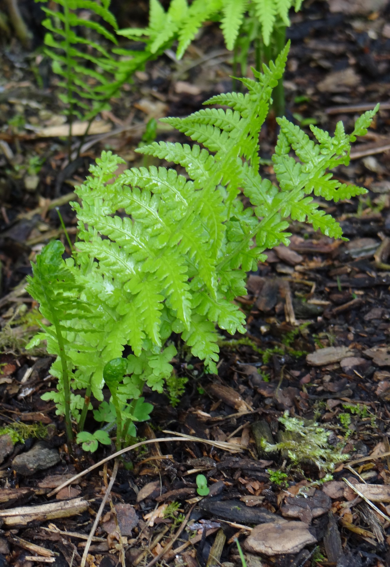 forest fern roadside free photo