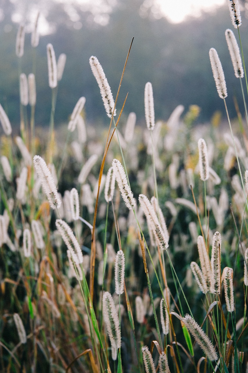 straw nature frost free photo