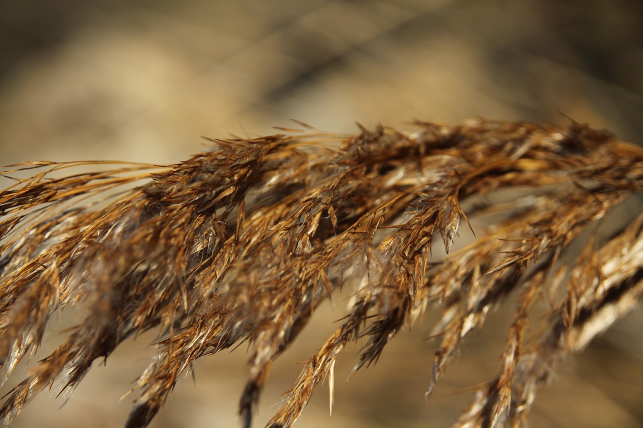 straw golden autumn free photo