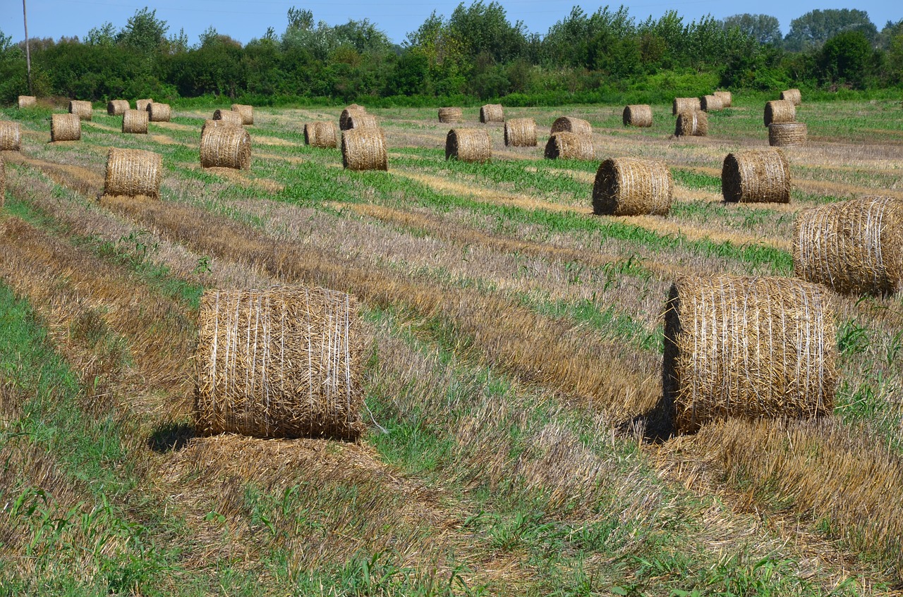 straw bales agriculture free photo