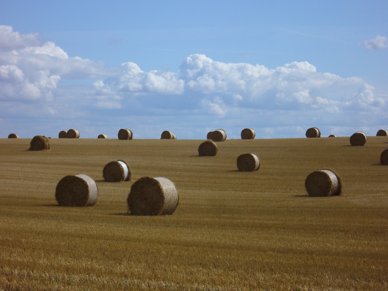 straw round bales straw bales free photo