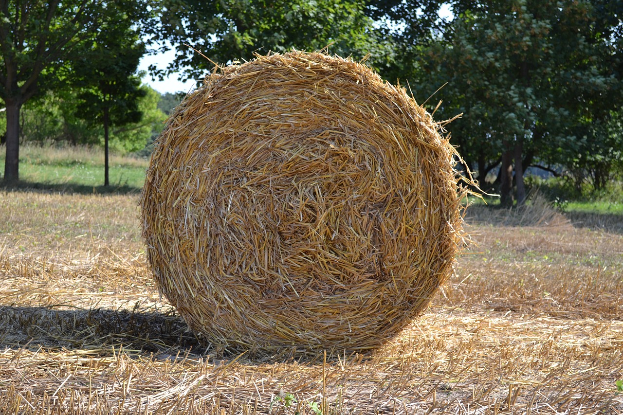 straw straw role agriculture free photo