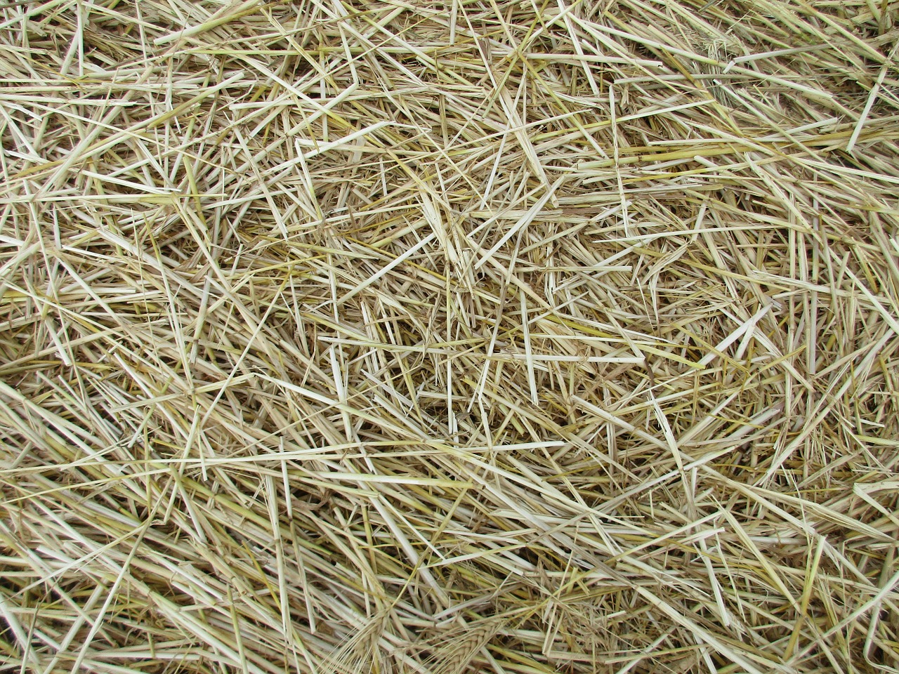 straw texture agriculture free photo