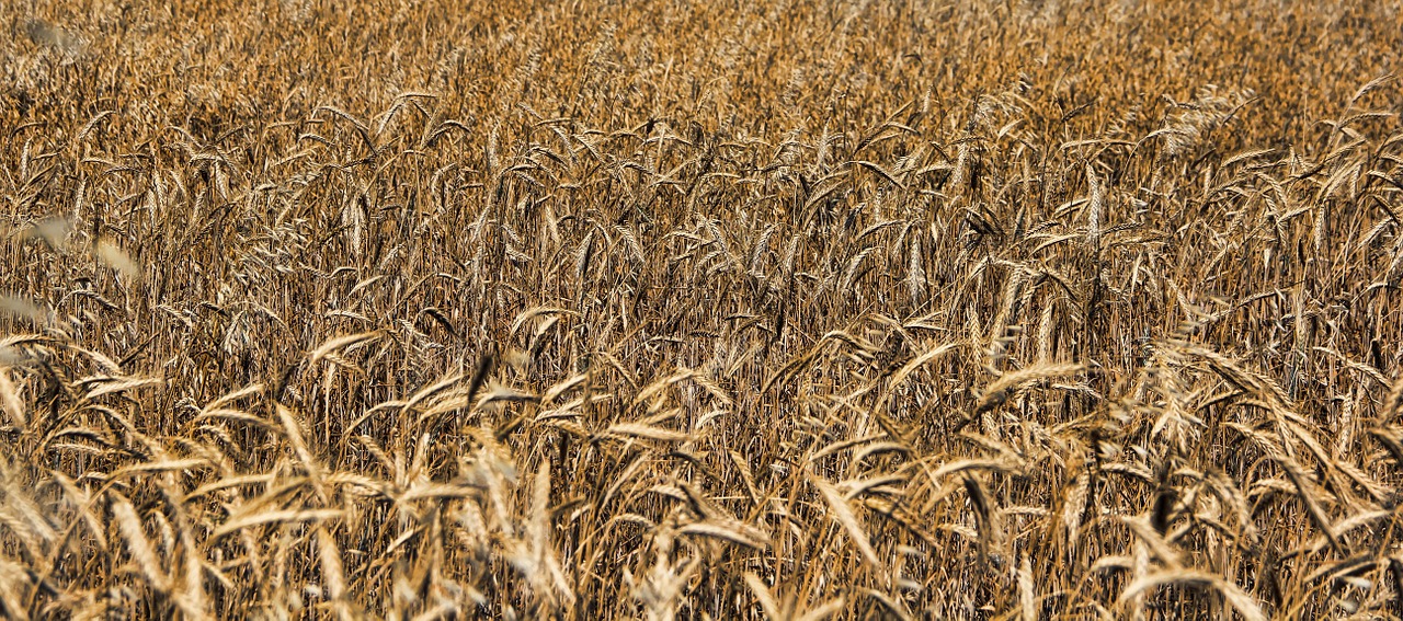 straw cereals field free photo