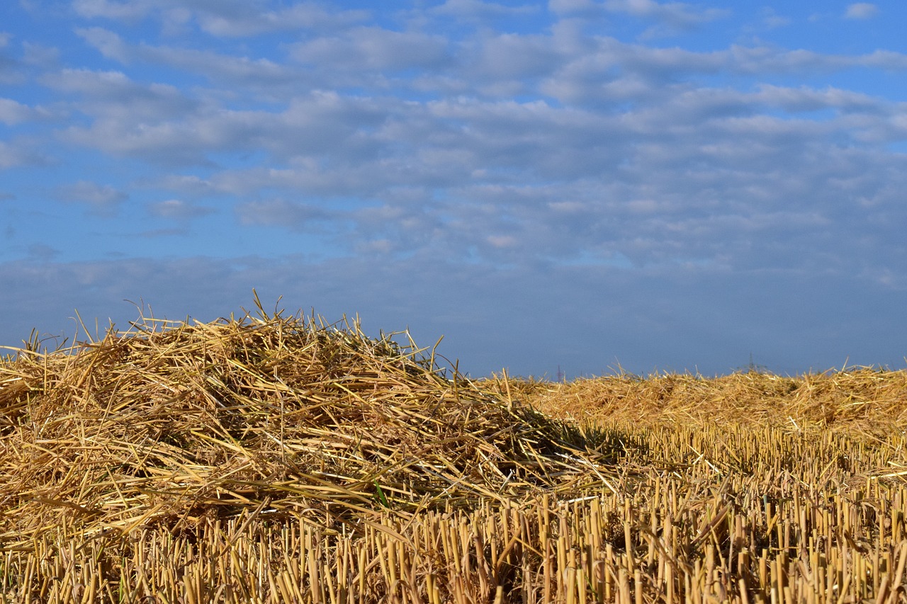 straw field stubble free photo