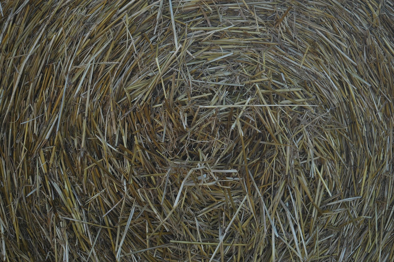 straw harvest field free photo