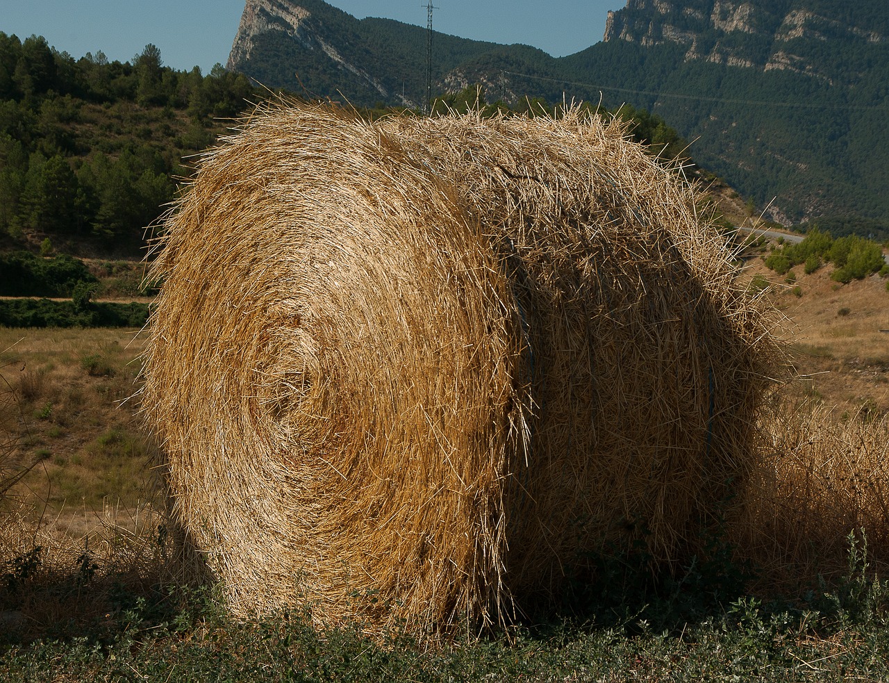 straw livestock forage free photo