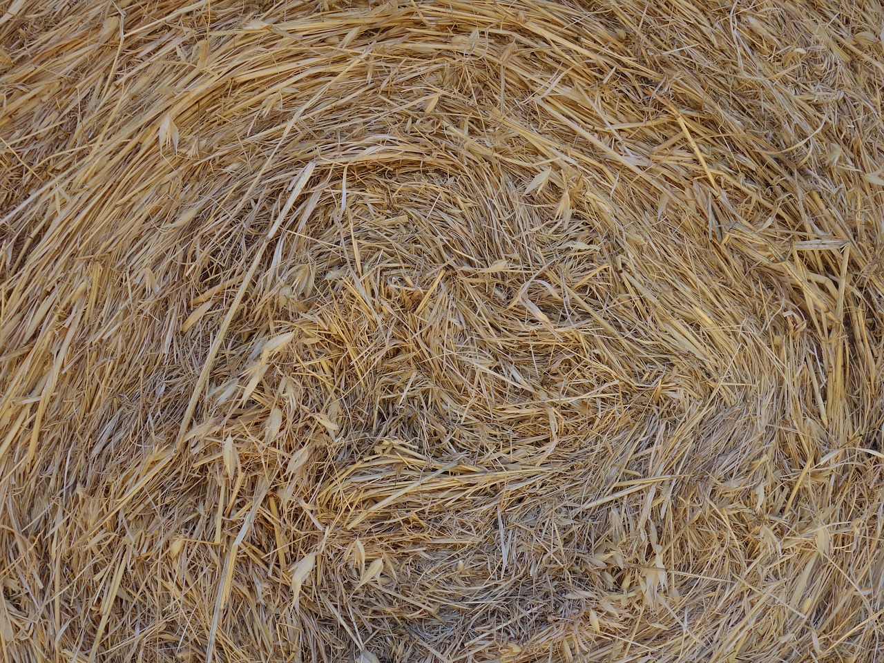 straw straw bales dry free photo