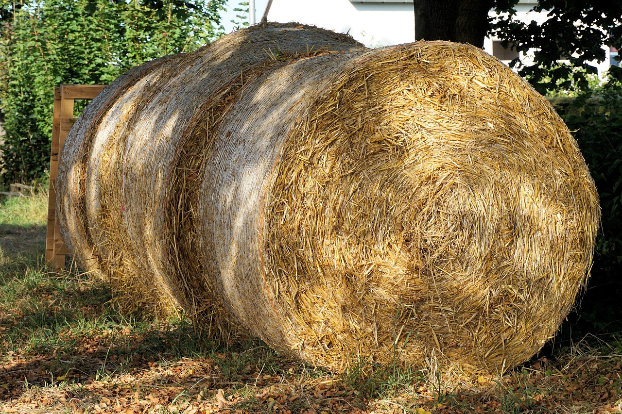 straw round bales harvest free photo
