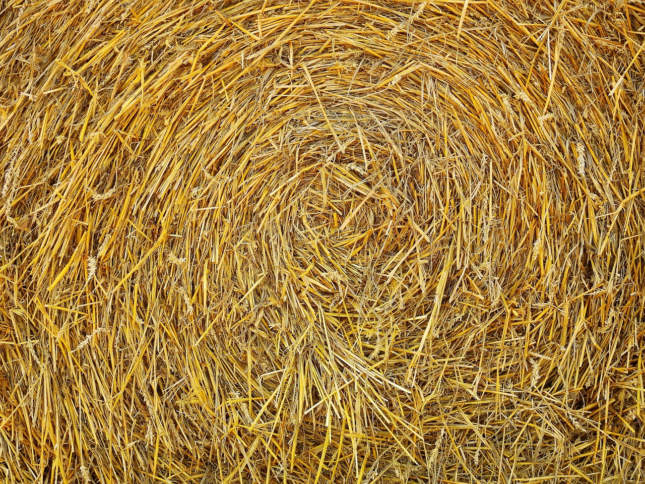 straw field agriculture free photo