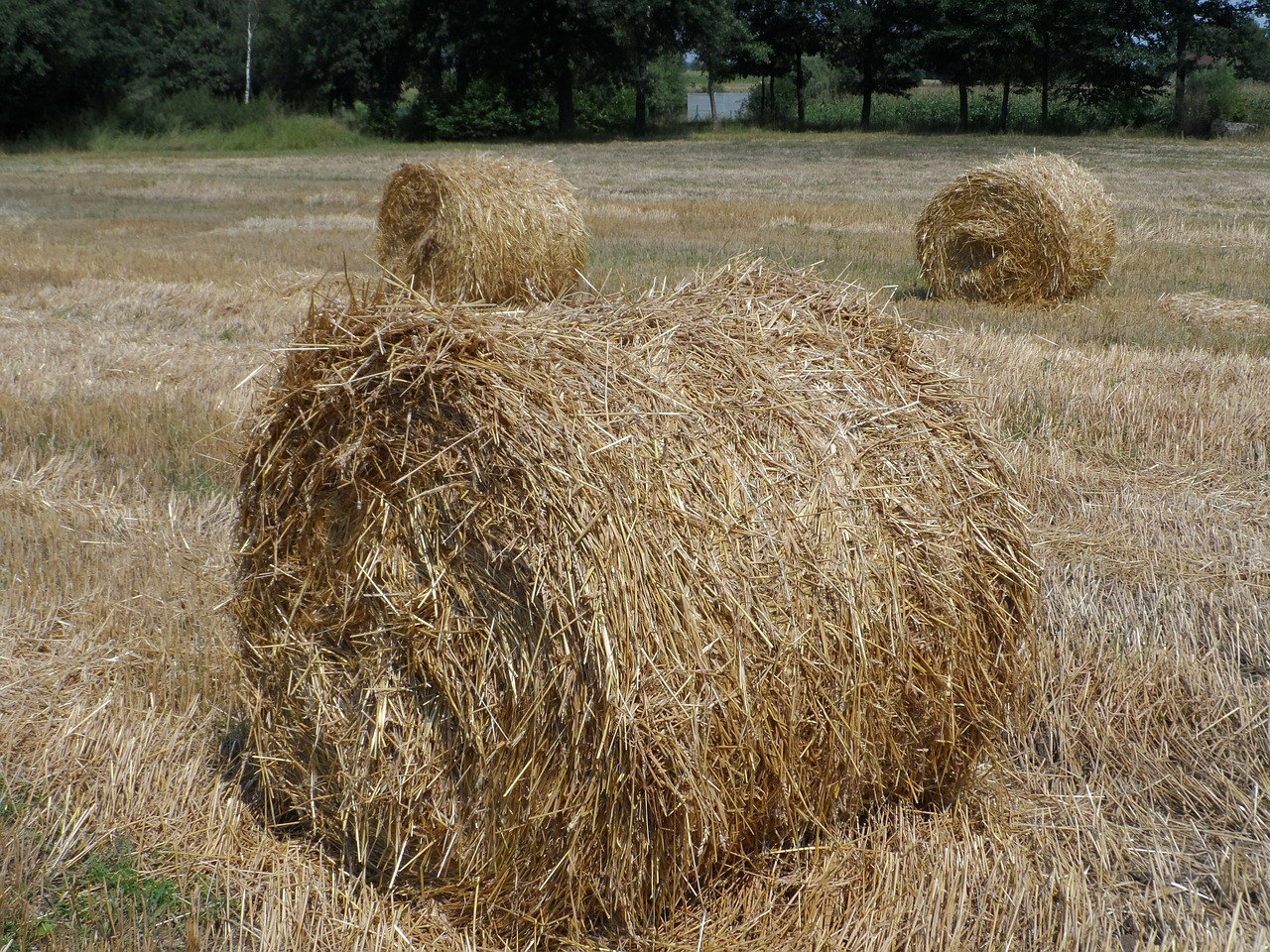 straw field landscape free photo