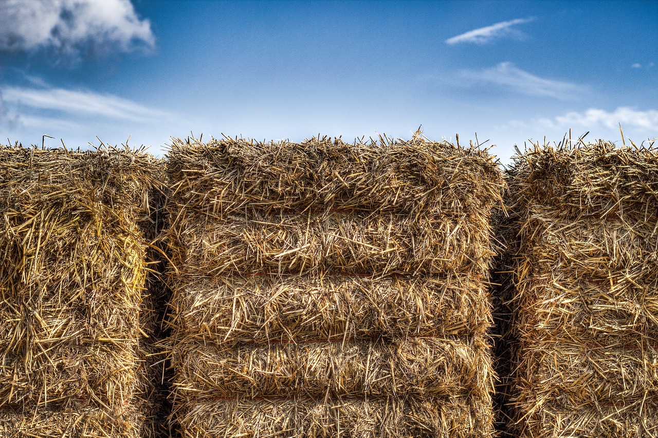 straw packs of straw heaven free photo