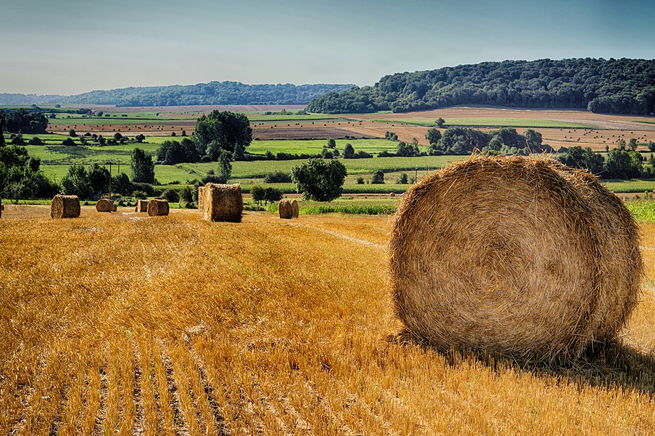 straw fields field free photo