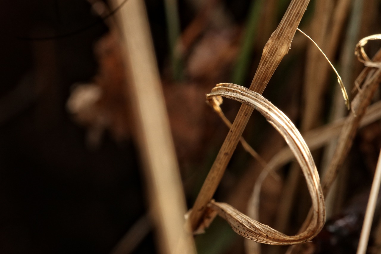 straw nature plant free photo