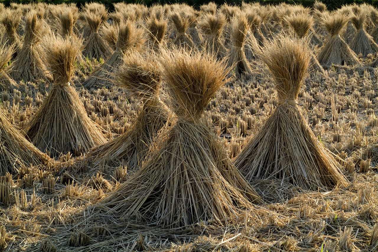 straw rice grain free photo