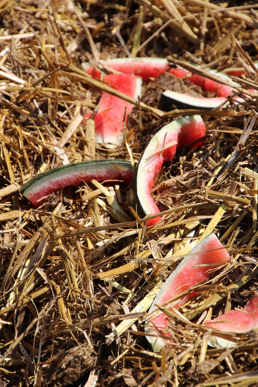 straw watermelon melon free photo