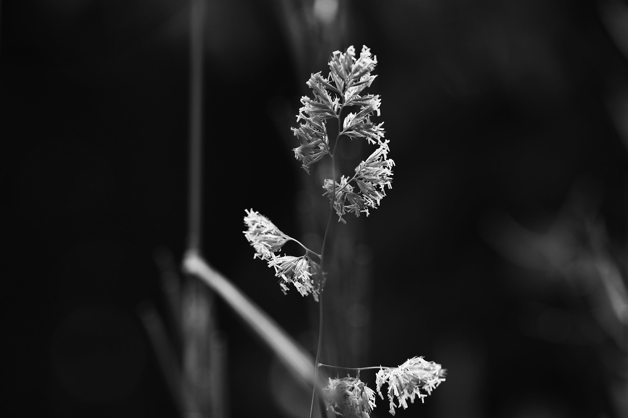 straw nature grass free photo