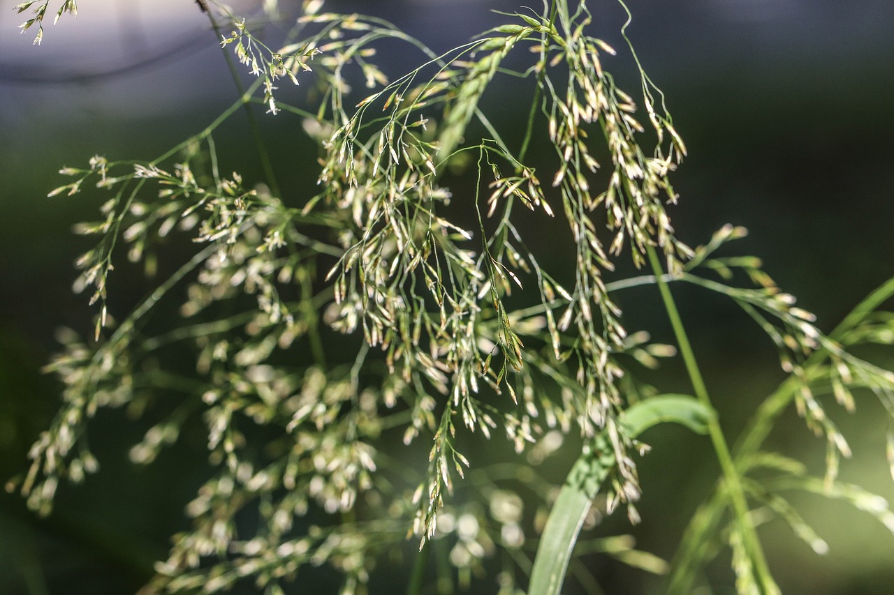 straw summer plant free photo