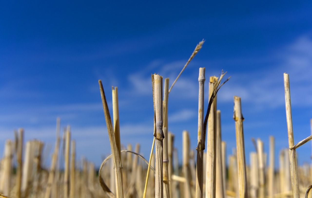 straw straw box harvest free photo