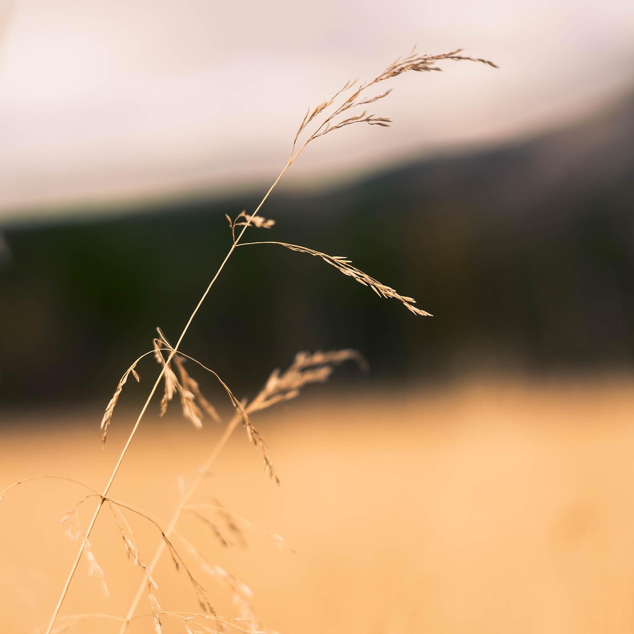 straw the nature of the grass free photo