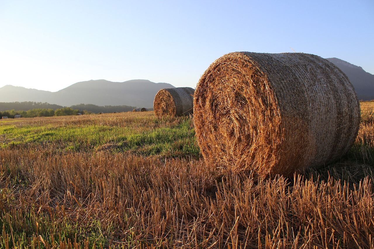 straw ssas straw field free photo