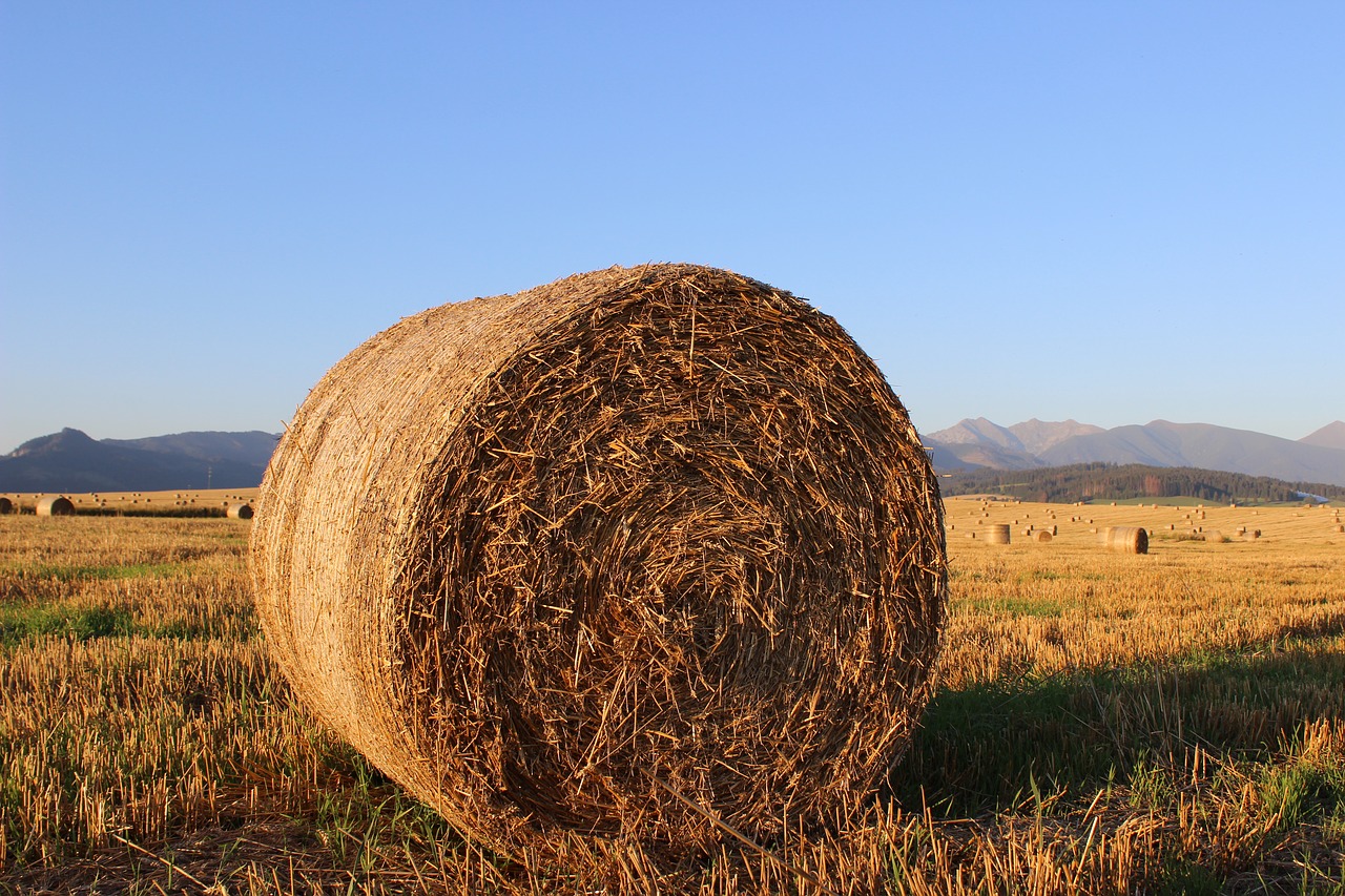 straw ssas straw field free photo