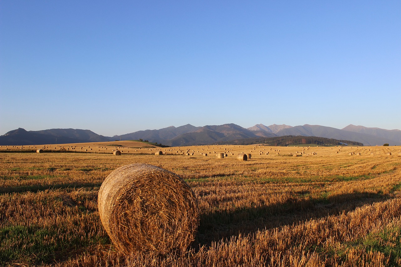 straw ssas straw field free photo