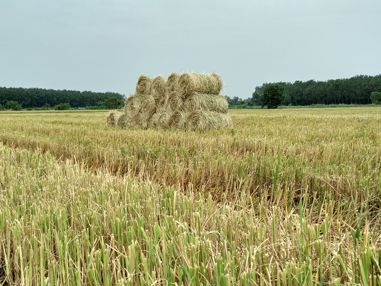 straw dry grass silk free photo