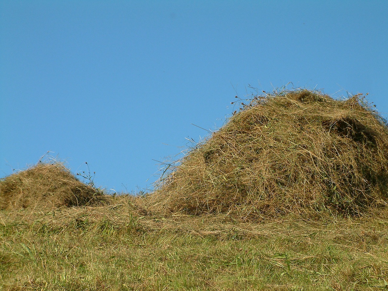 straw grass hay free photo
