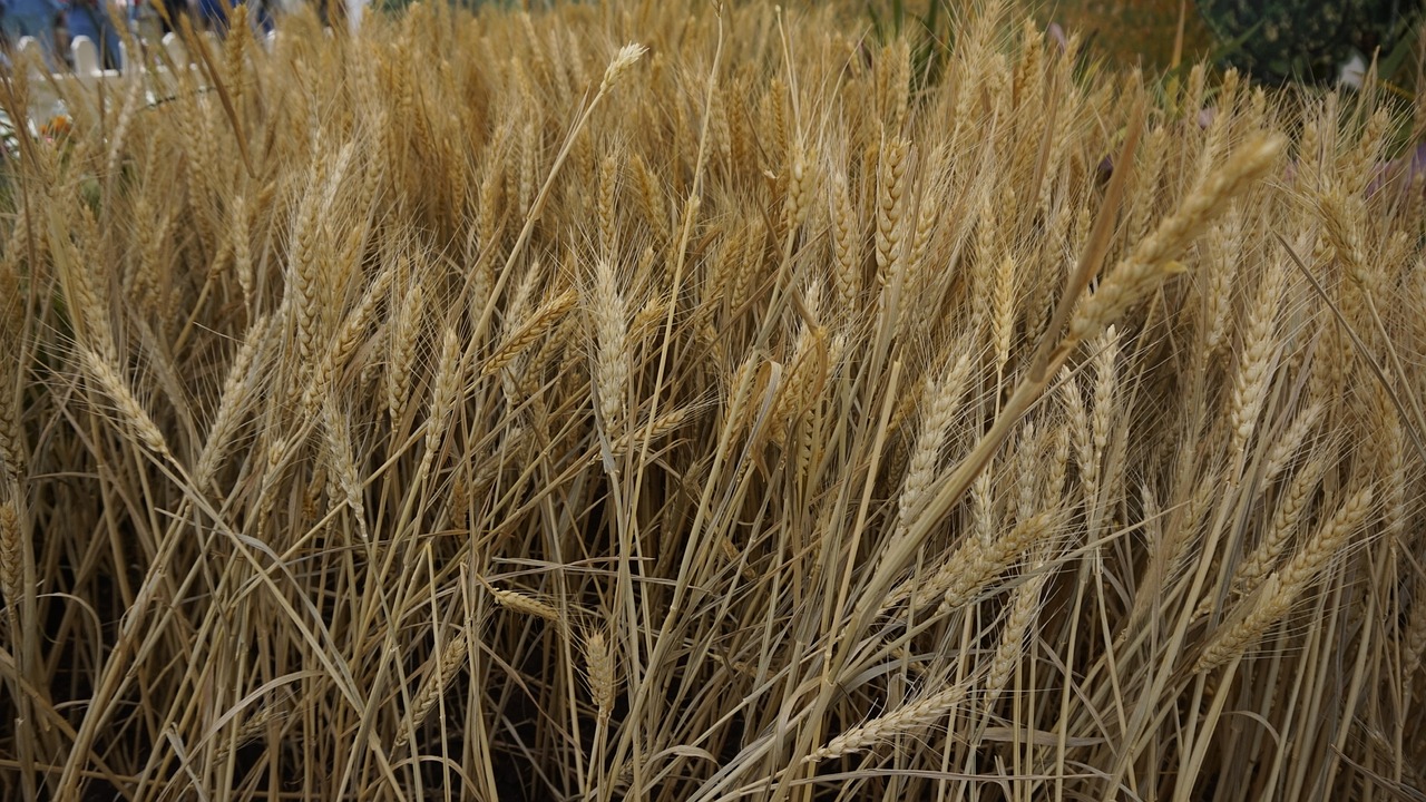 straw gold wheat free photo