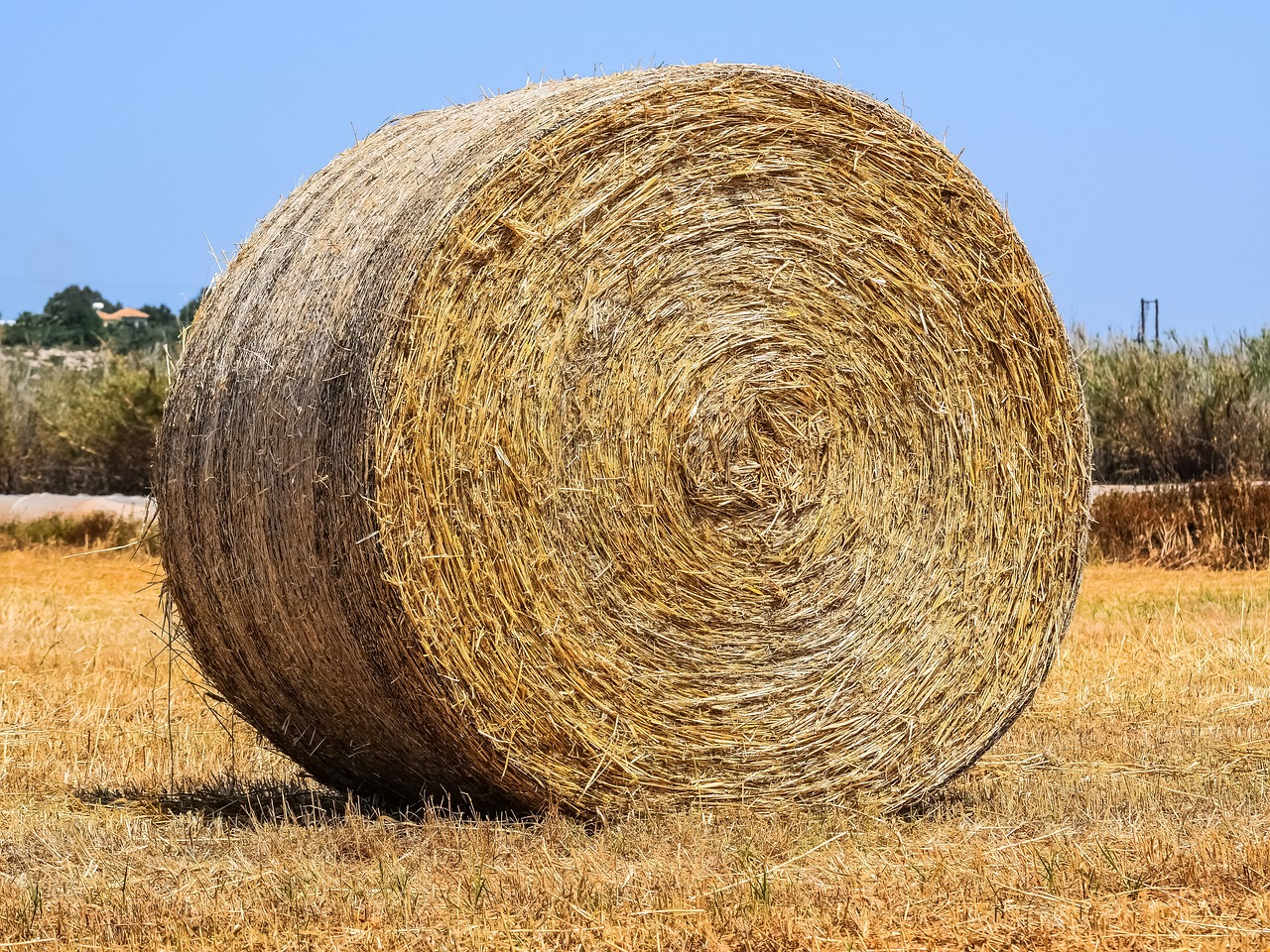 straw  hay  agriculture free photo