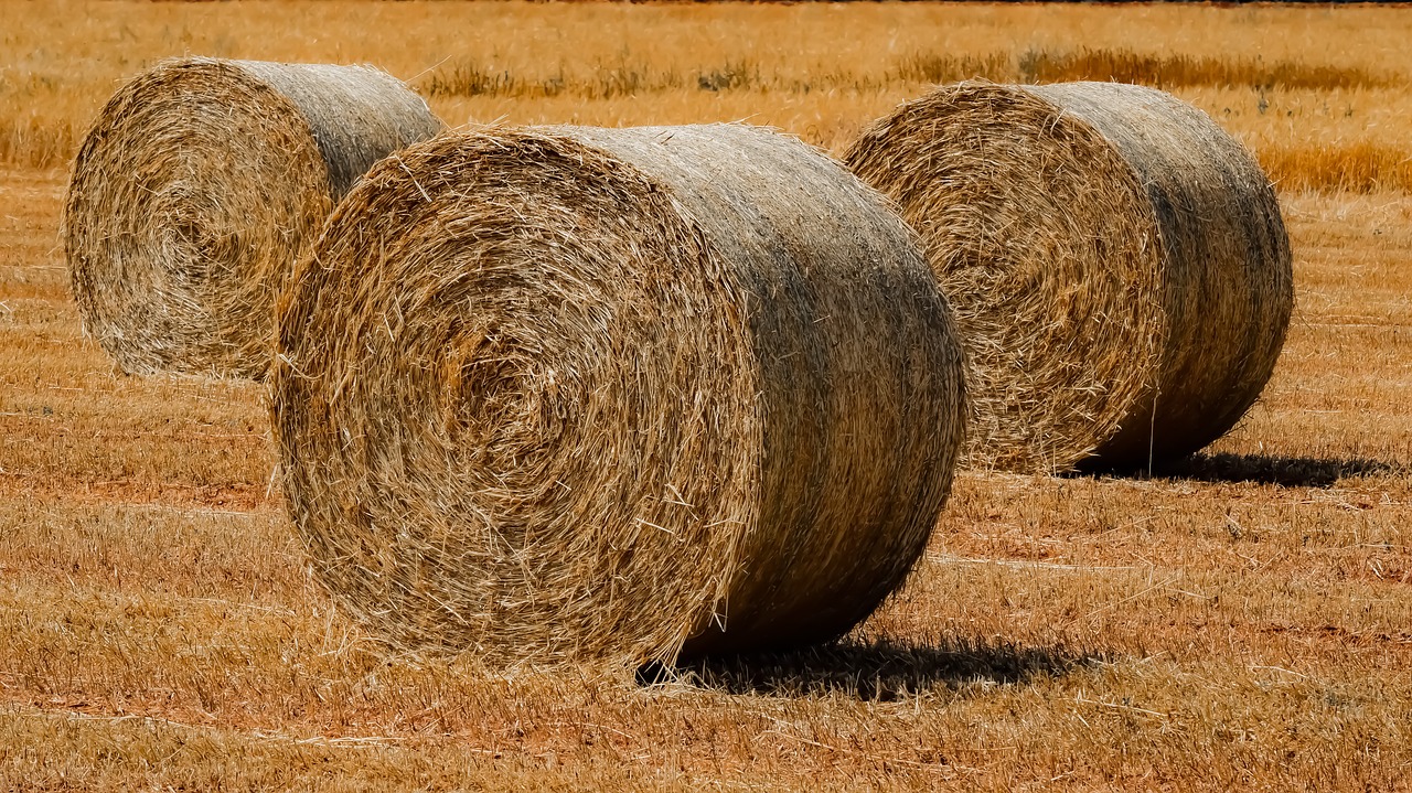 straw  hay  nature free photo