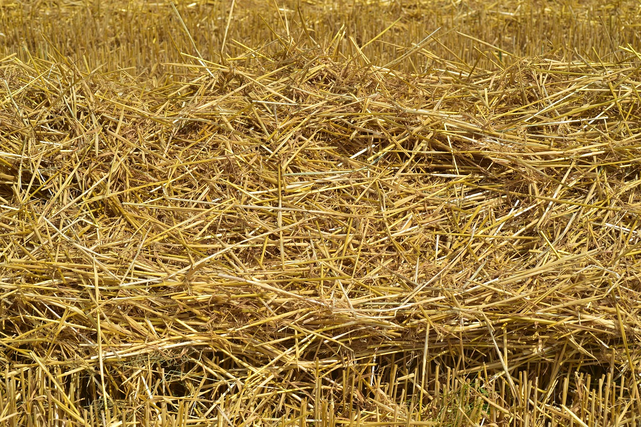 straw  hay  rural free photo