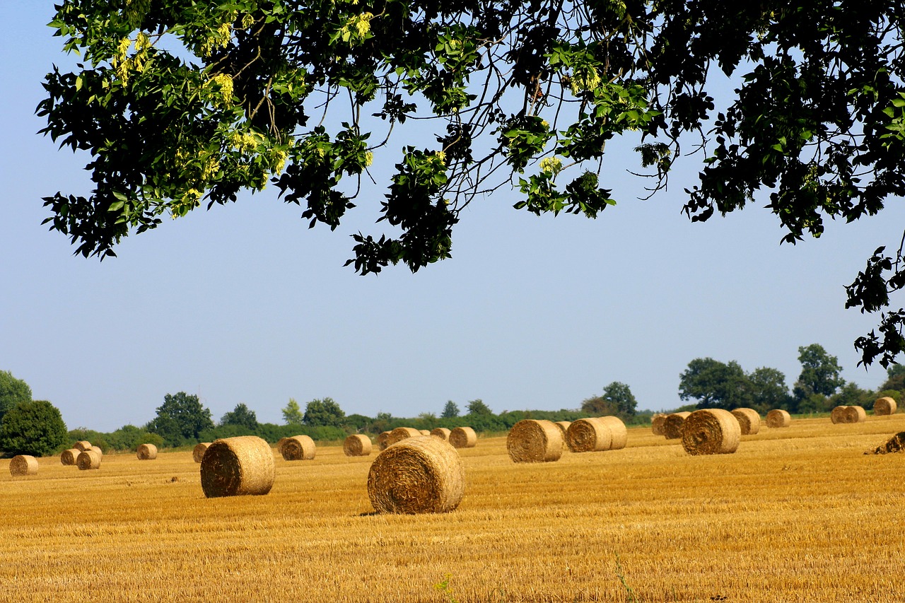 straw  straw bales  field free photo