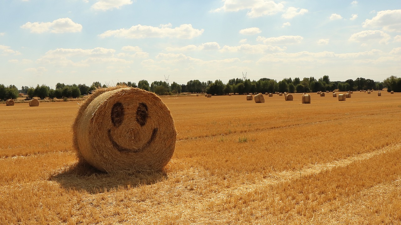 straw  halmballe  agriculture free photo