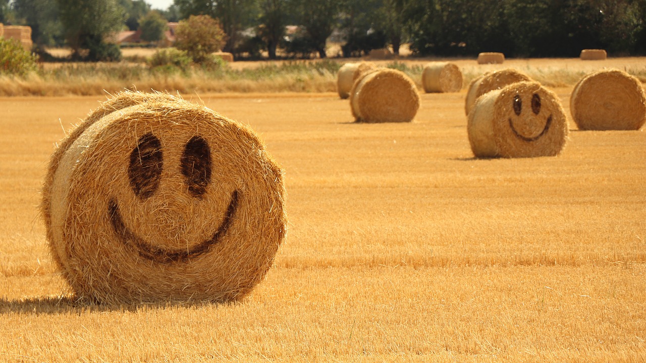 straw  halmballe  agriculture free photo