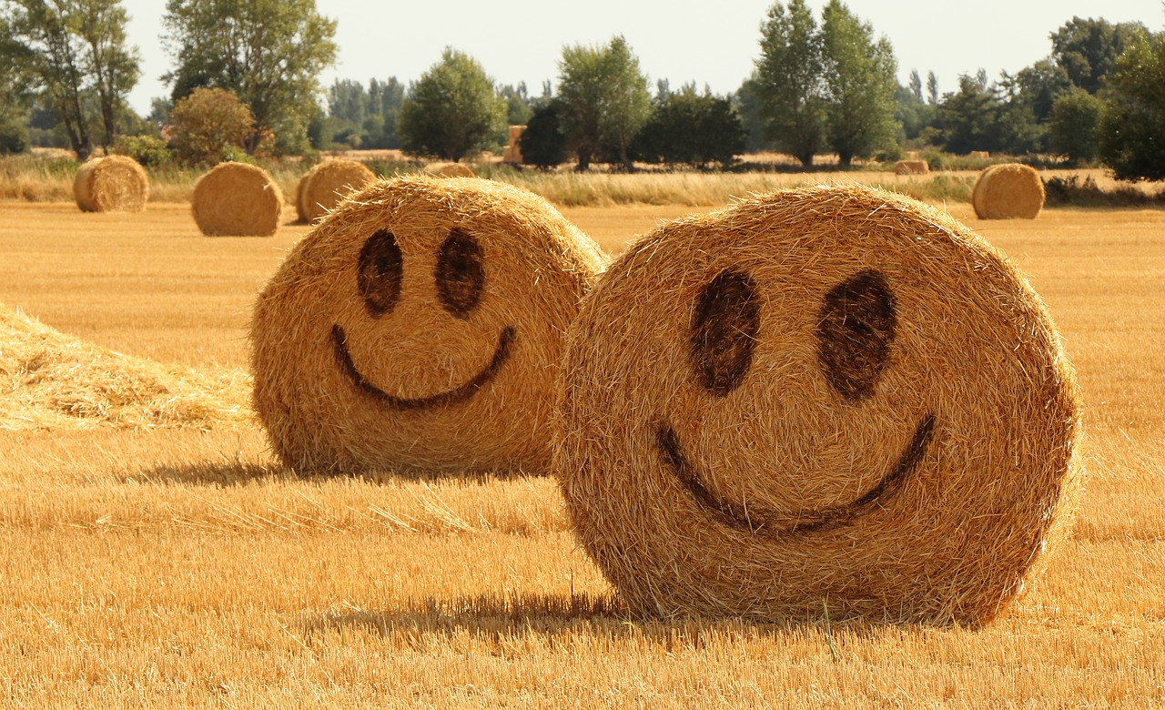 straw  halmballe  agriculture free photo