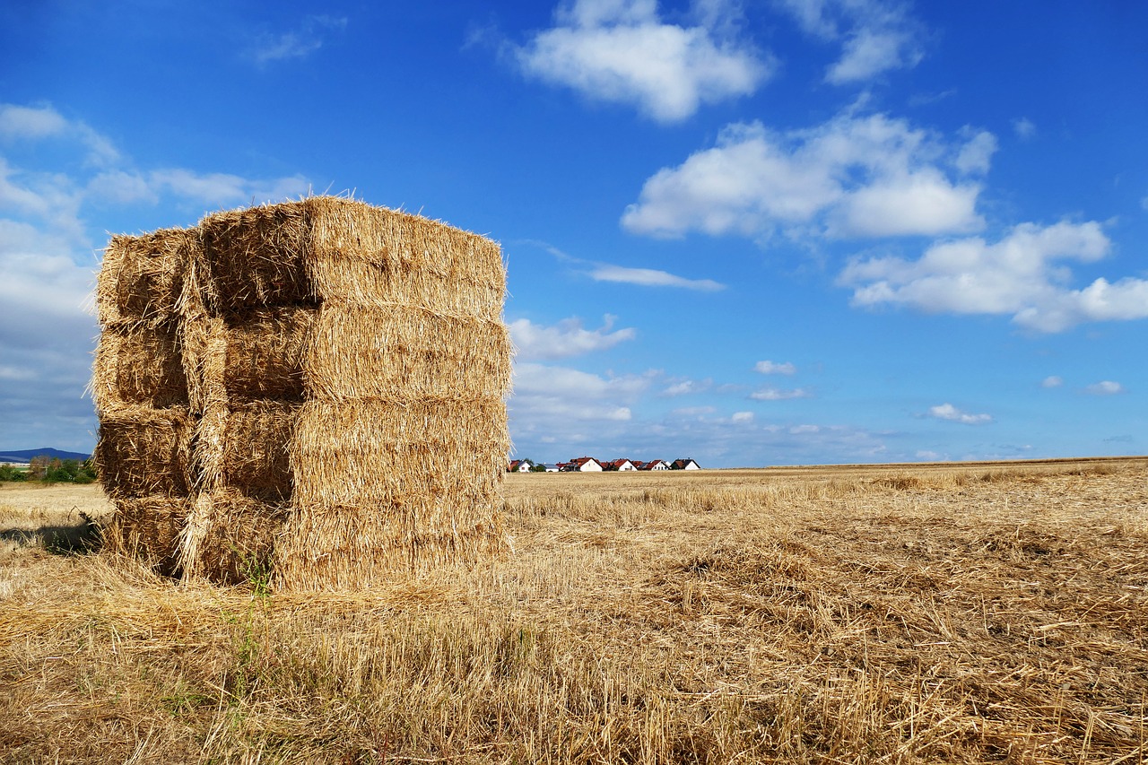 straw  hay  harvest free photo