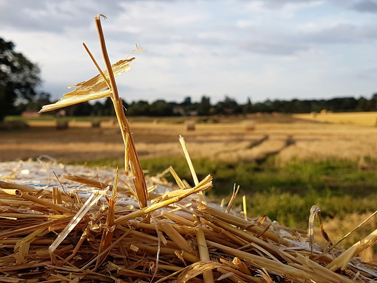 straw  landscape  harvest free photo