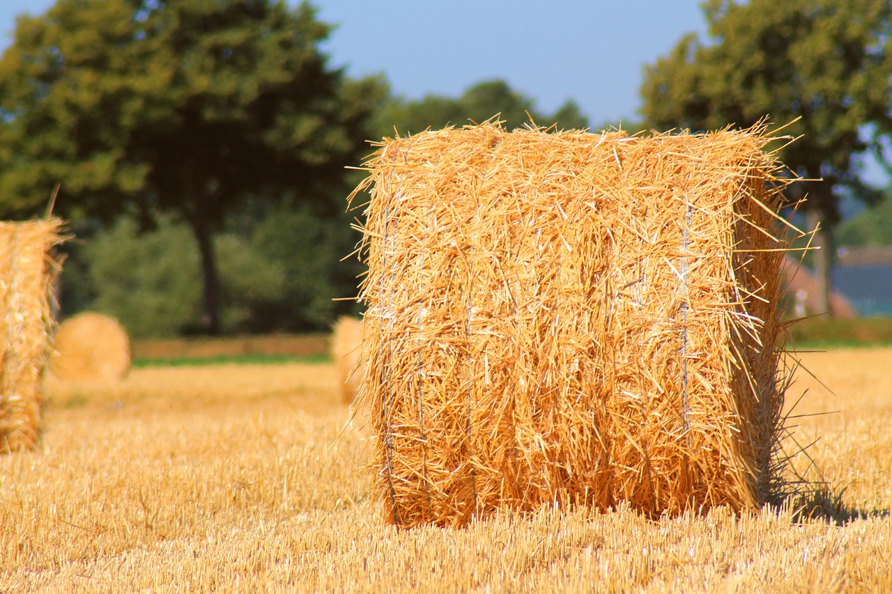 straw  harvest  summer free photo