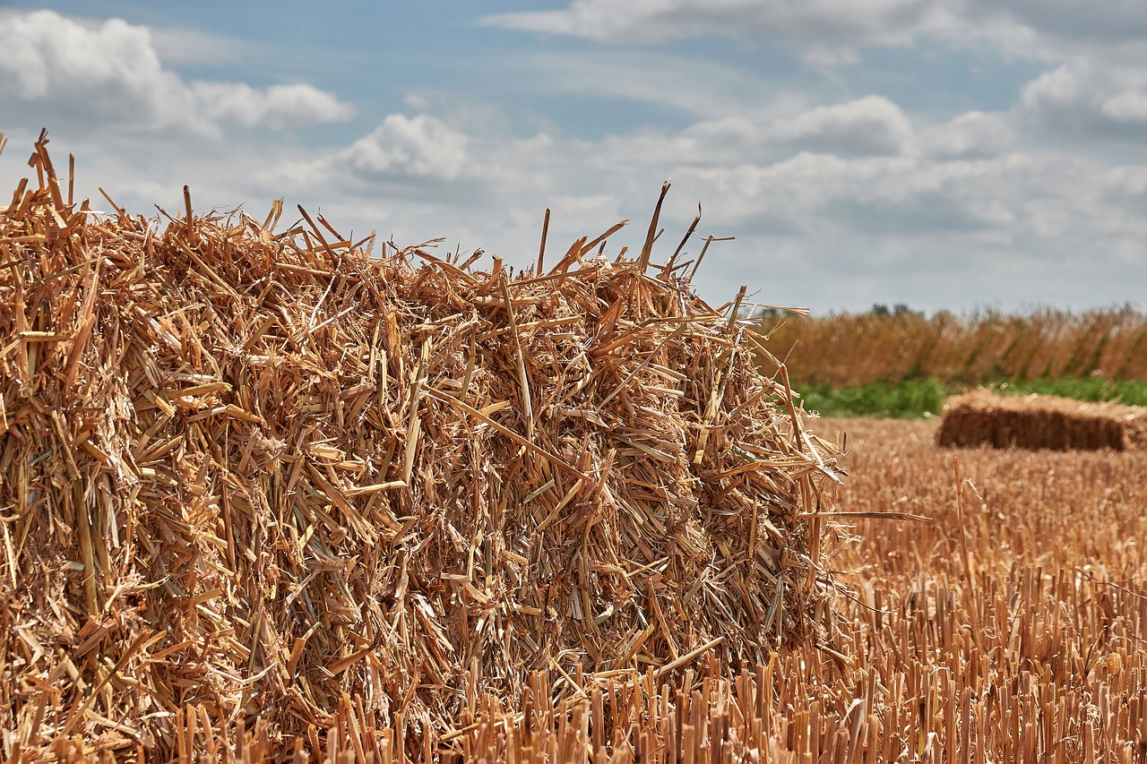 straw  harvest  straw bales free photo