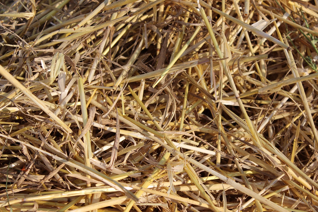 straw field harvest free photo