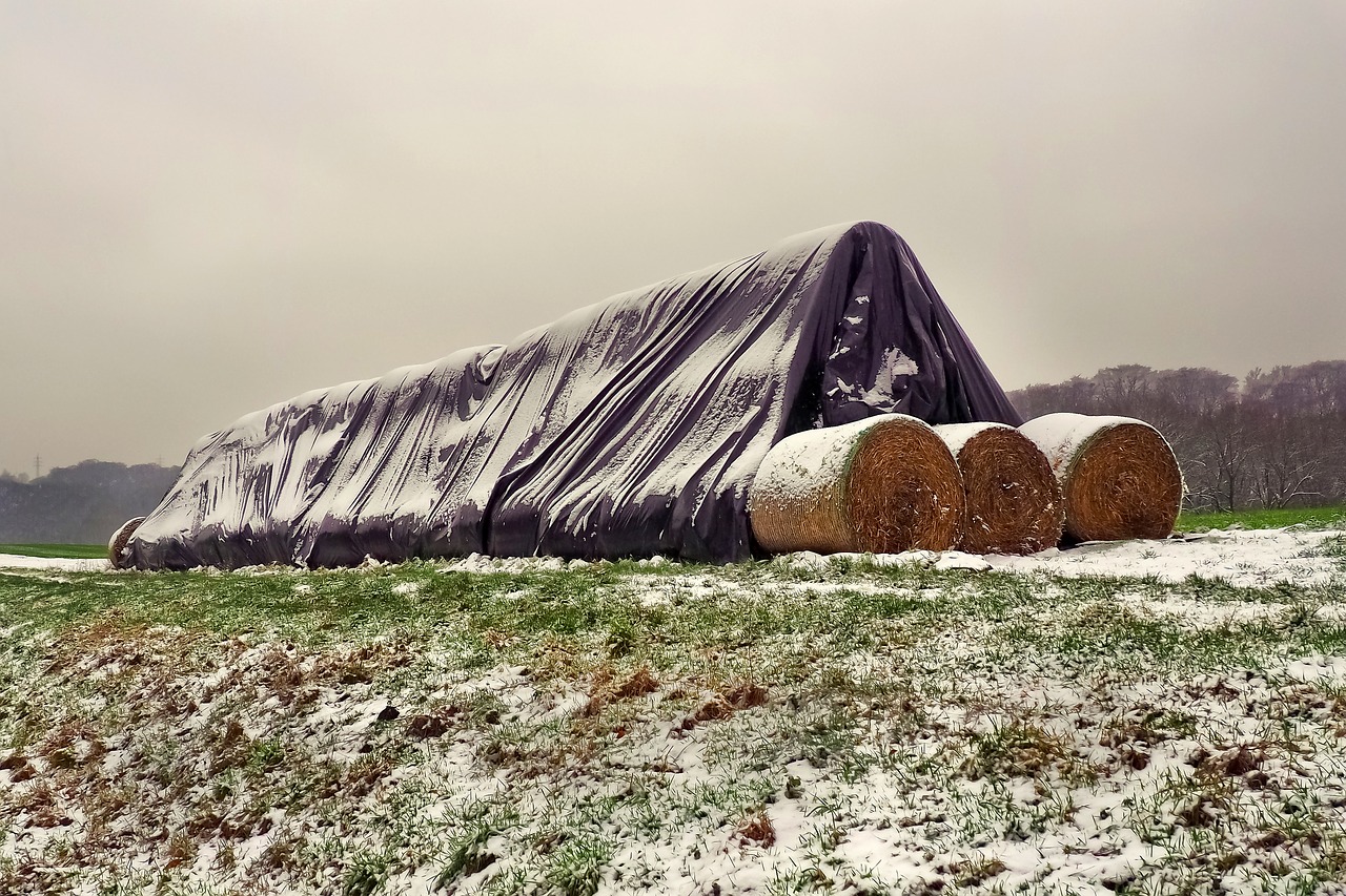 straw  straw bales  agriculture free photo